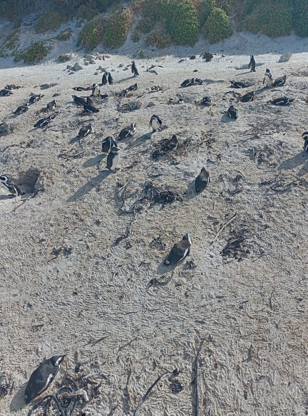 Traveyola Penguins at the Boulders Beach, Cape Town, South Africa
