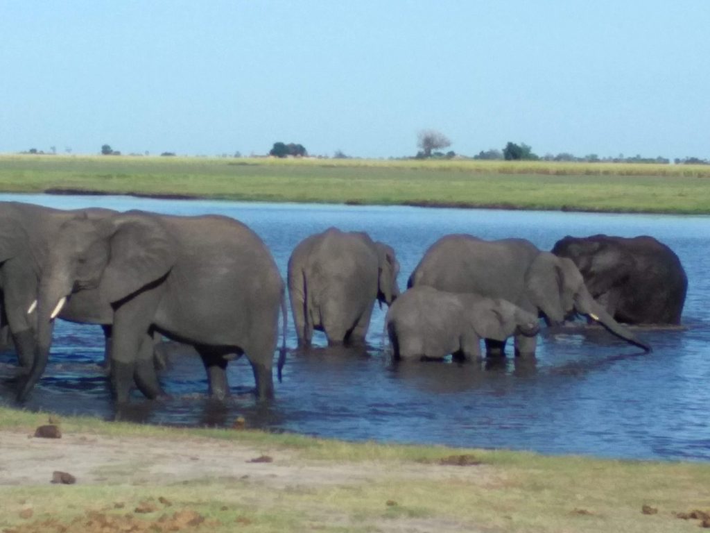 Traveyola-Elephants-Wildlife