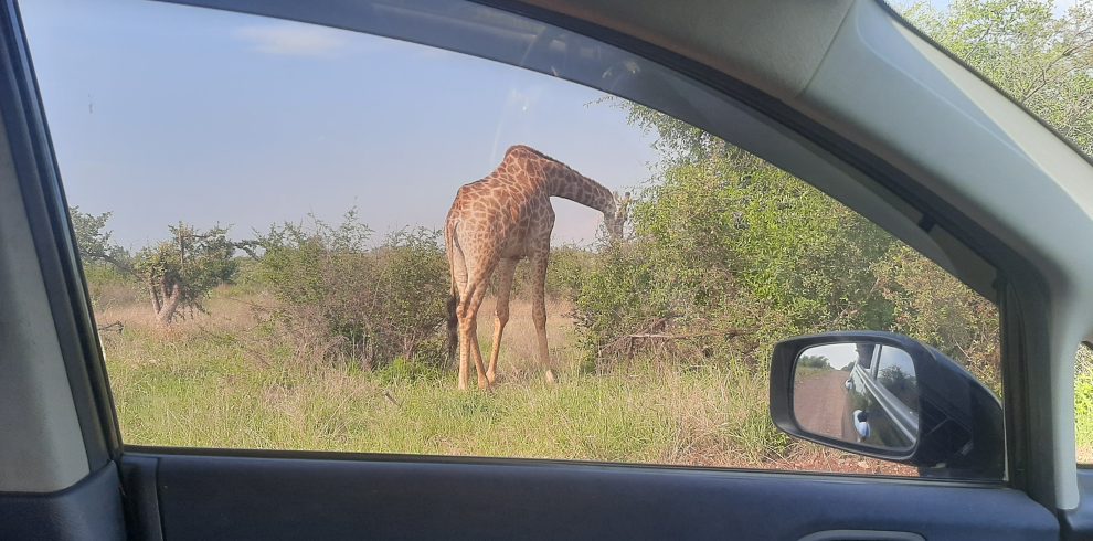 Traveyola giraffe seen from car window in Madikwe Game Reserve