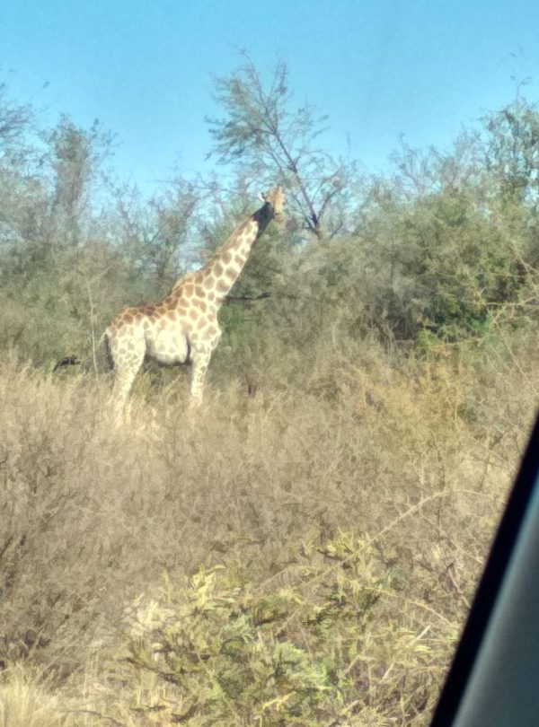 Traveyola giraffe seen through car window in Madikwe Game Reserve South Africa