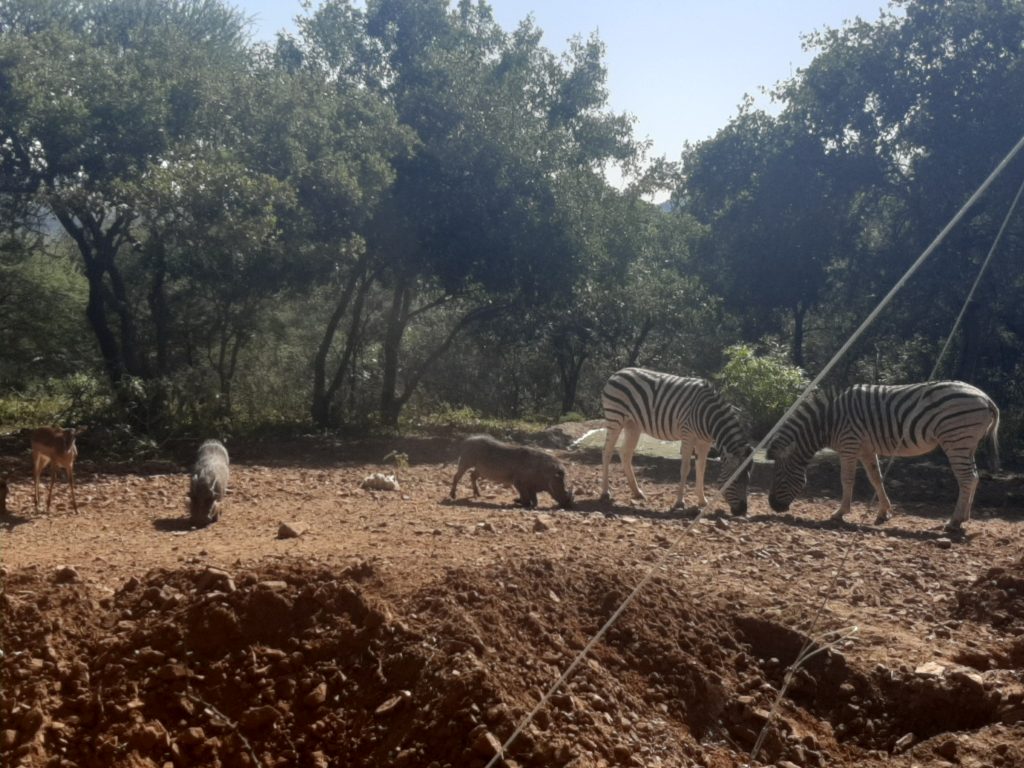 Traveyola Mokolodi Zebra, Impala and Warthog